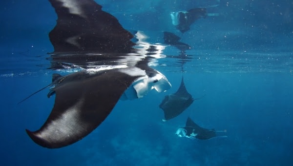 Balbulol Island - No Contest