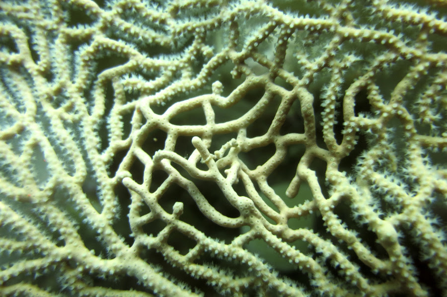 Pygmy Seahorse of Raja Ampat