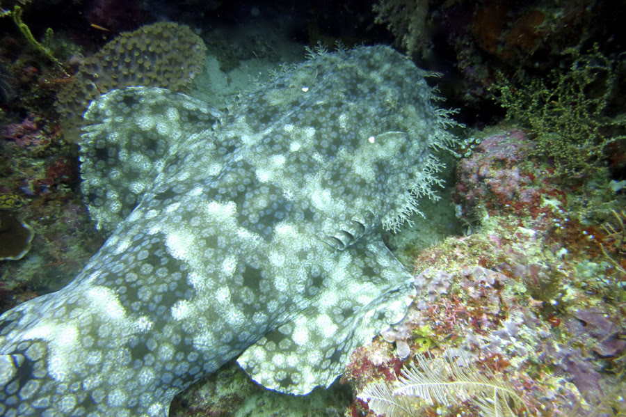 Wonnegong of Raja Ampat