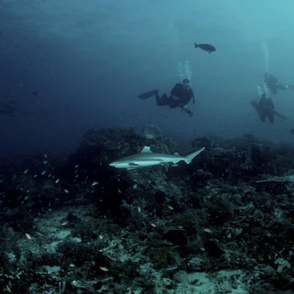 Cape Kri diving with Black Tip Reef Sharks