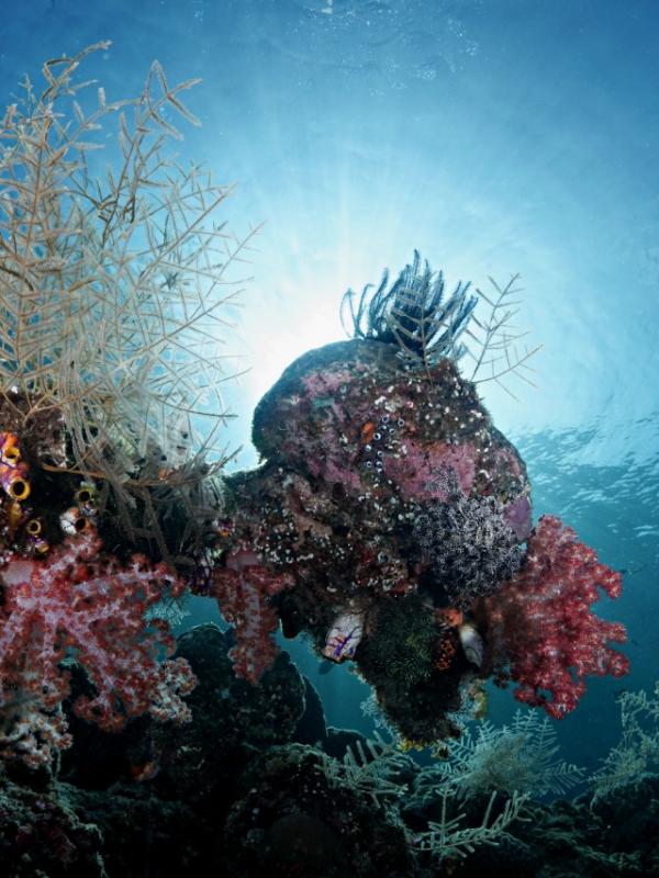 Coral Reef of Raja Ampat
