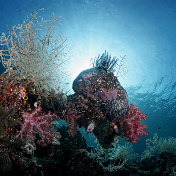 Coral Reef off Barefoot Basecamp