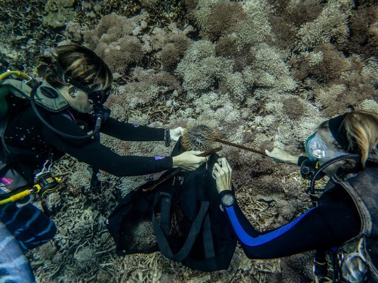 Crown of Thrown's removal dive