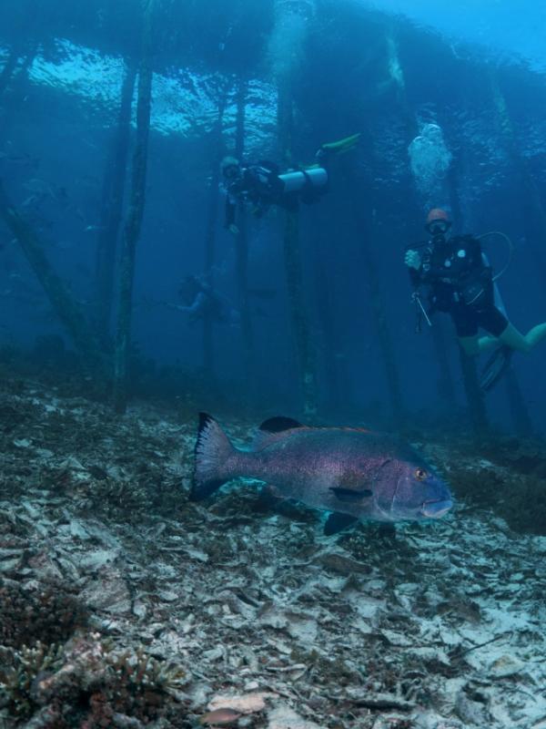 Diving under Arborek jetty