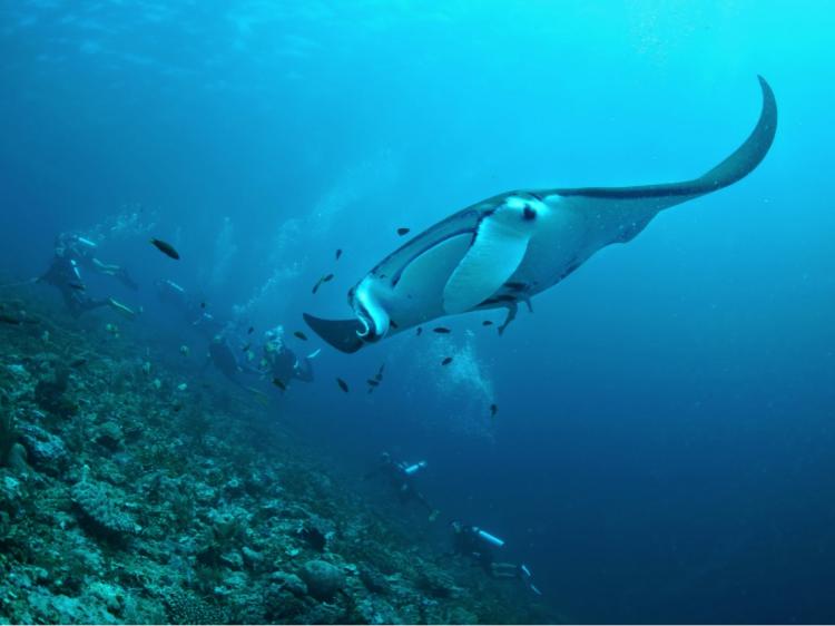 Guests diving with Manta Rays at Blue Magic