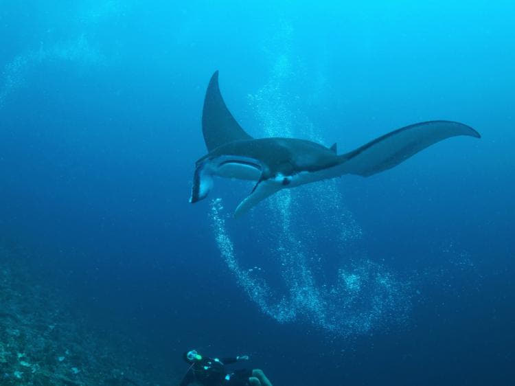 Manta Ray at Blue Magic Dive site