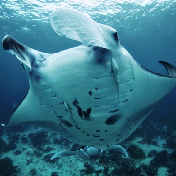 Manta Ray ID program