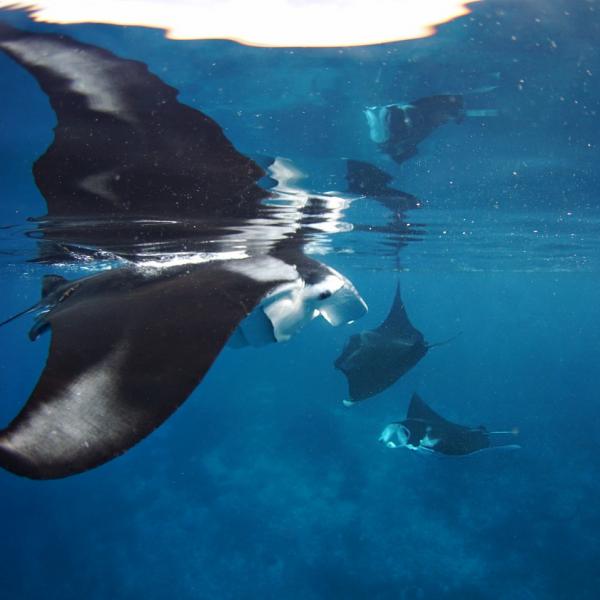 Manta Ray off Arborek Island