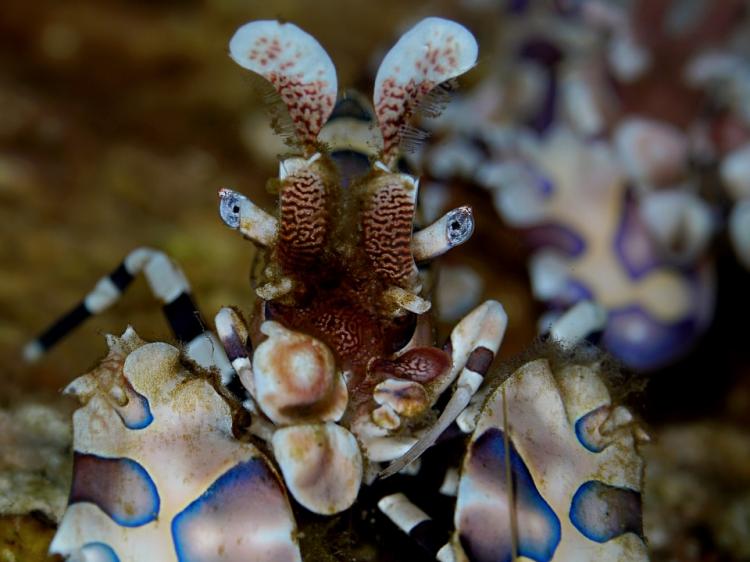 Mantis Shrimp found during a dive