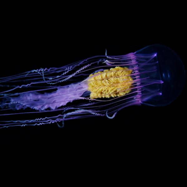 Night Diving at Barefoot Conservation