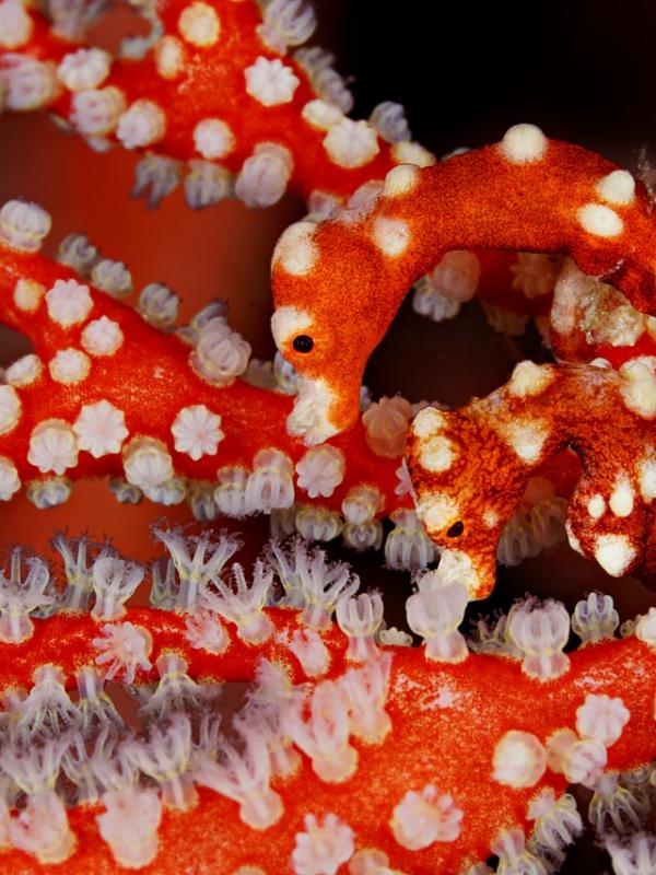 Pigmy Seahorse found by our Dive Guide