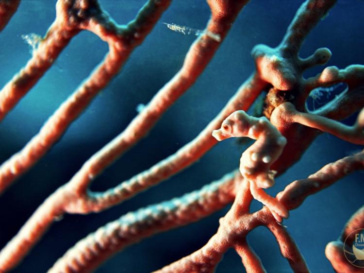 Pigmy Seahorse in Raja Ampat