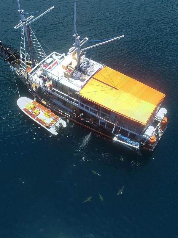 Sharks circling Ratu Laut Liveaboard