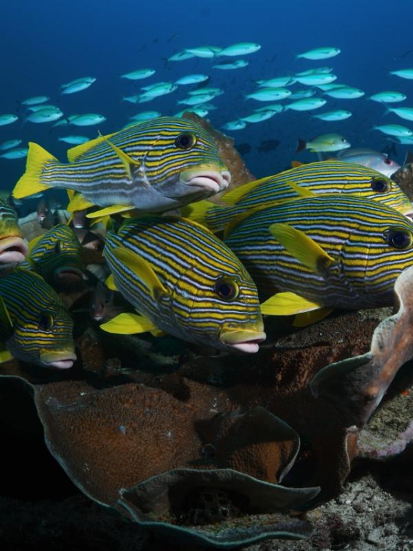 Sweetlips hanging out on coral bombie