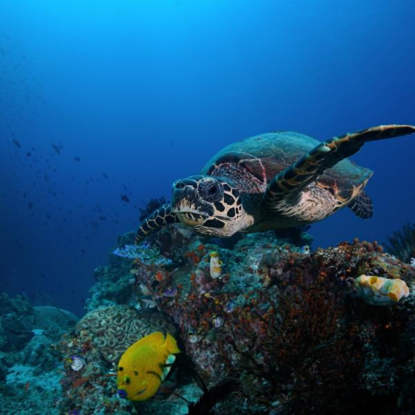 Turtle off Arborek Island