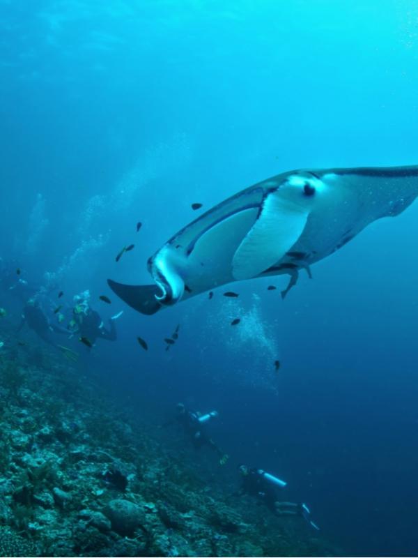 Volunteers diving with Manta Rays