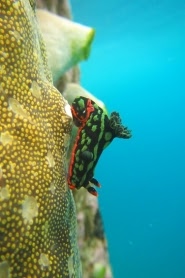 Nudibranch off Arborek Island...