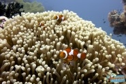 Anemone Fish of Raja Ampat...